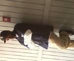 Date this voluptuous United States man Crip from Dallas US7414